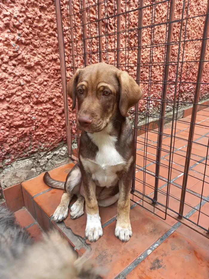 Cachorro ra a SRD-ViraLata idade 2 a 6 meses nome Thor