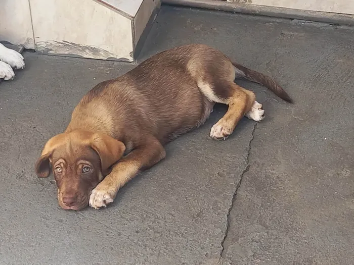 Cachorro ra a SRD-ViraLata idade 2 a 6 meses nome Thor