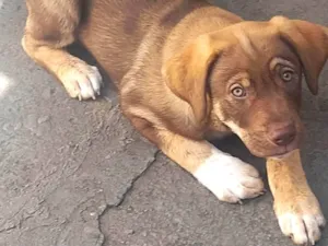 Cachorro raça SRD-ViraLata idade 2 a 6 meses nome Thor