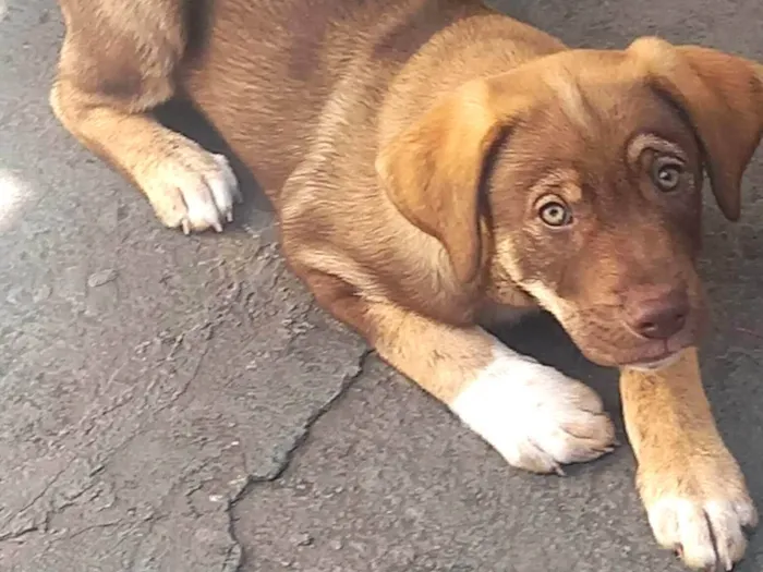 Cachorro ra a SRD-ViraLata idade 2 a 6 meses nome Thor
