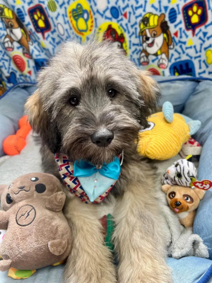 Cachorro ra a SRD-ViraLata idade 2 a 6 meses nome Bud