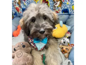 Cachorro raça SRD-ViraLata idade 2 a 6 meses nome Bud