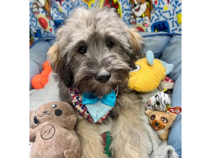 Cachorro ra a SRD-ViraLata idade 2 a 6 meses nome Bud