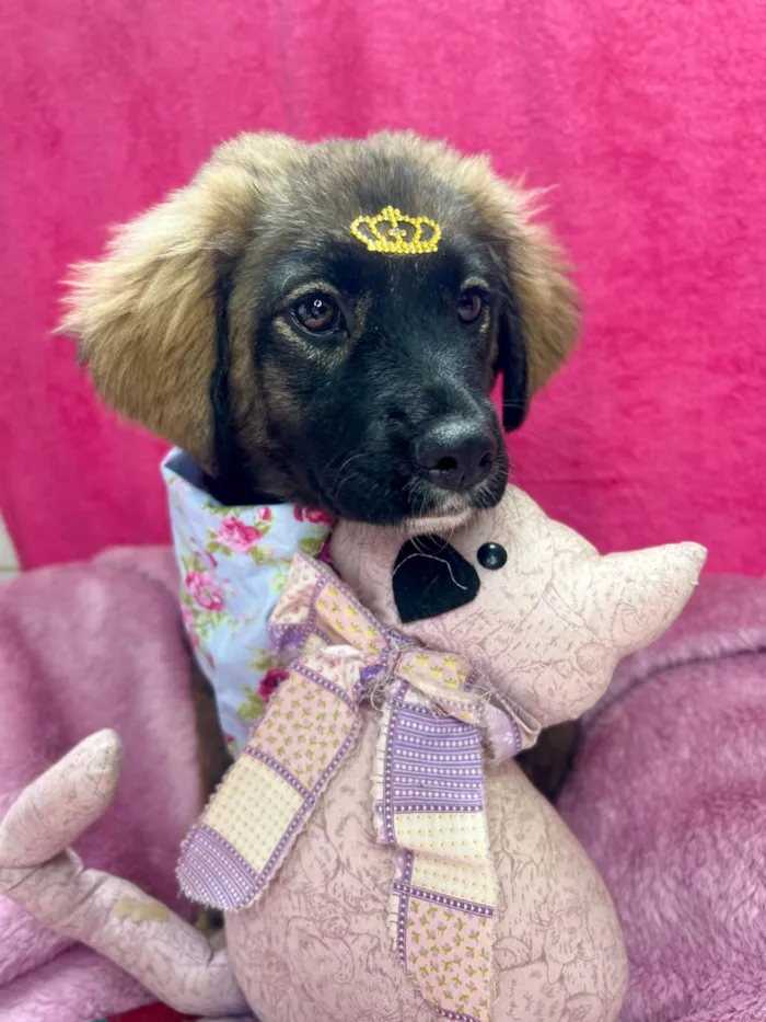 Cachorro ra a SRD-ViraLata idade 2 a 6 meses nome Mavie