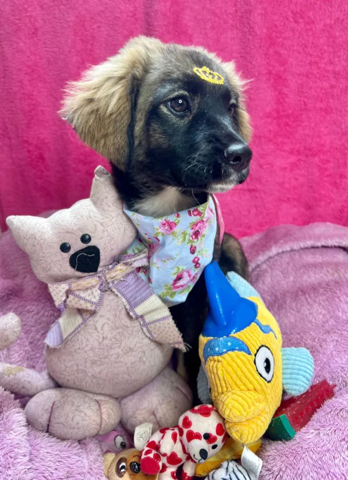 Cachorro ra a SRD-ViraLata idade 2 a 6 meses nome Mavie