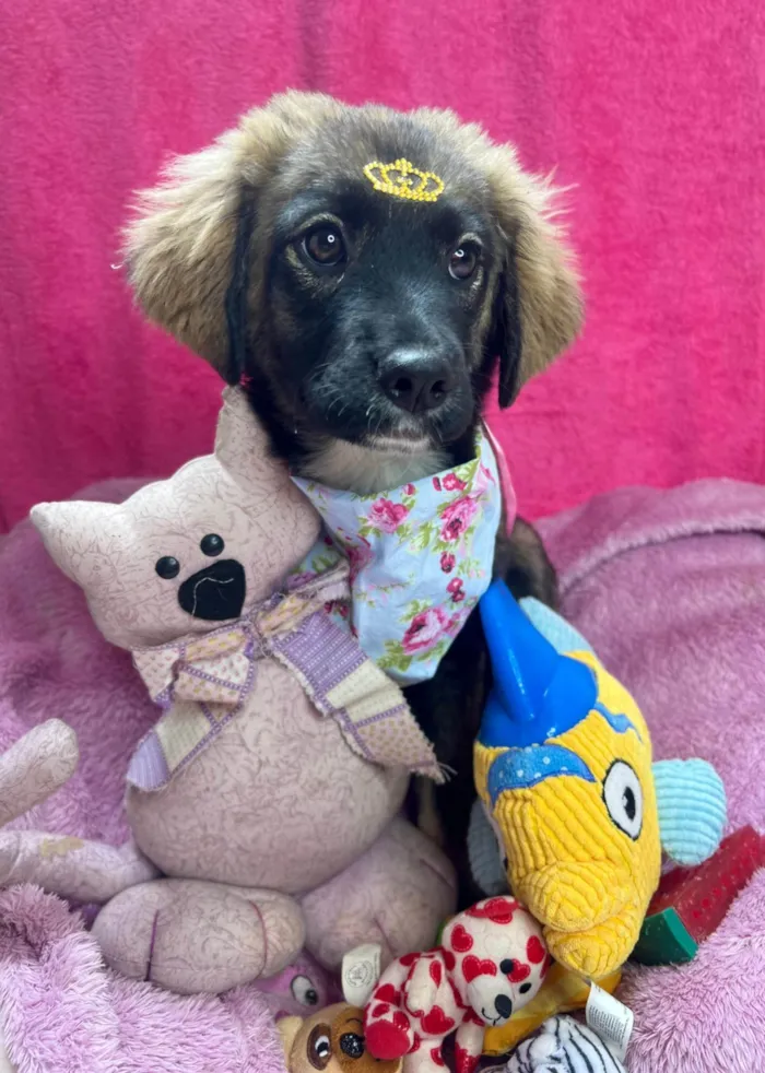 Cachorro ra a SRD-ViraLata idade 2 a 6 meses nome Mavie