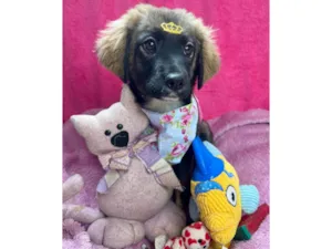 Cachorro raça SRD-ViraLata idade 2 a 6 meses nome Mavie