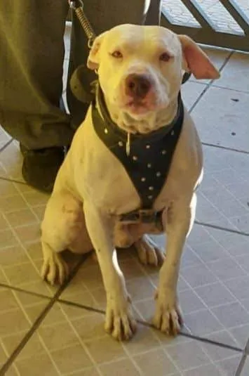 Cachorro ra a Pit-Bull idade 2 anos nome Torrone