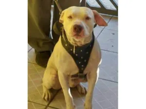 Cachorro raça Pit-Bull idade 2 anos nome Torrone