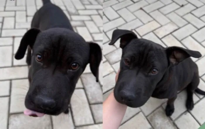 Cachorro ra a Pit-Bull idade 2 a 6 meses nome Zeus