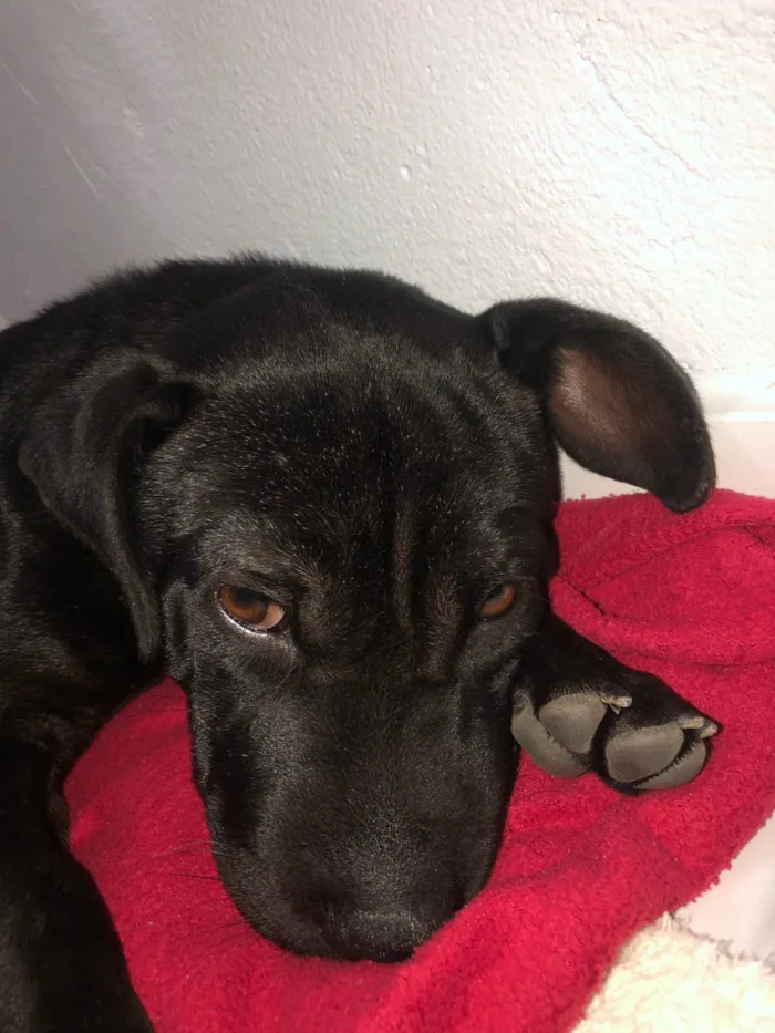Cachorro ra a Pit-Bull idade 2 a 6 meses nome Zeus