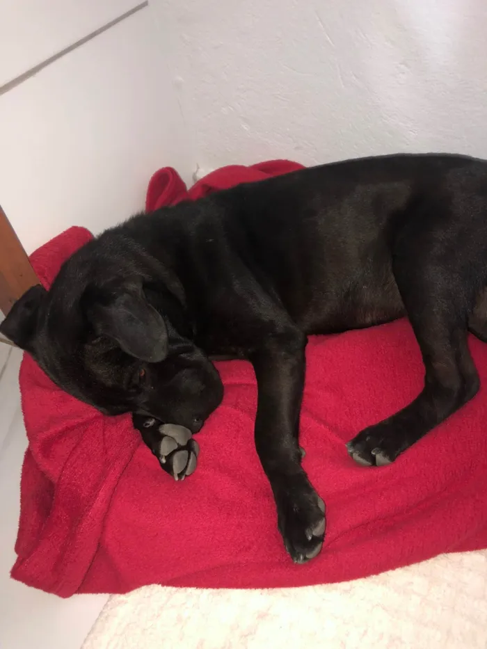 Cachorro ra a Pit-Bull idade 2 a 6 meses nome Zeus