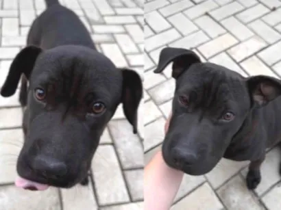 Cachorro raça Pit-Bull idade 2 a 6 meses nome Zeus