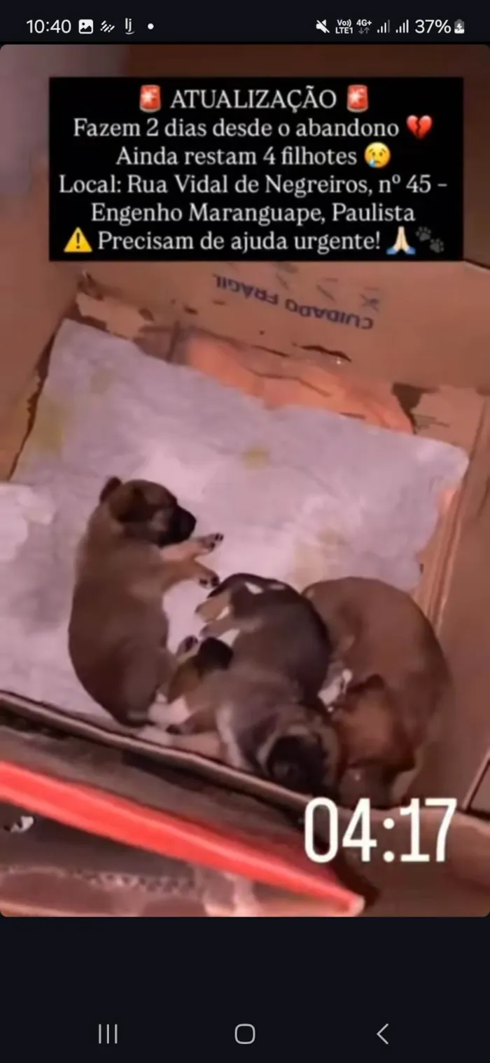 Filhotes em situação de abandono 