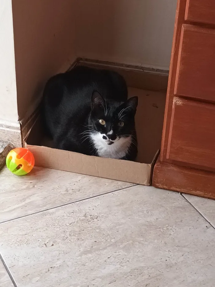 Gato ra a SRD-ViraLata idade 4 anos nome Pingo