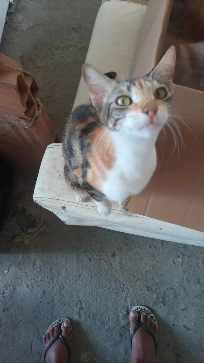 Gato ra a SRD-ViraLata idade Abaixo de 2 meses nome Cristiane Pereira Lopes