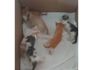 Gato raça SRD-ViraLata idade Abaixo de 2 meses nome Cristiane Pereira Lopes