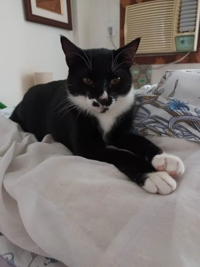 Gato ra a SRD-ViraLata idade 4 anos nome Pingo