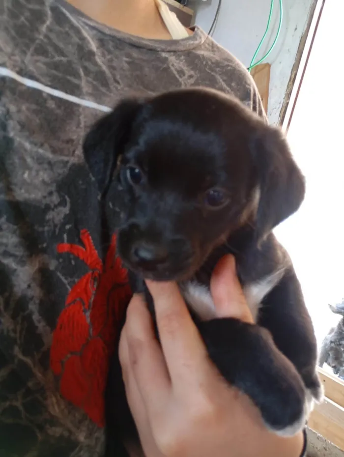 Cachorro ra a SRD-ViraLata idade 2 a 6 meses nome Amora e pretinha