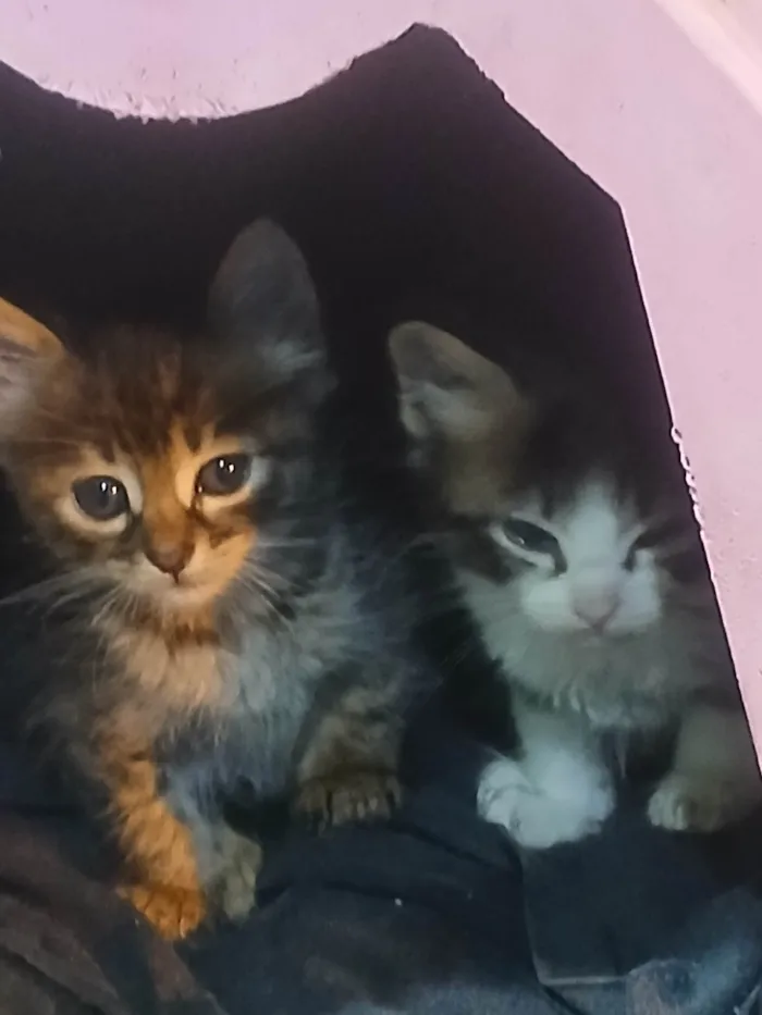 Gato raça SRD-ViraLata idade 2 a 6 meses nome Ludmila 