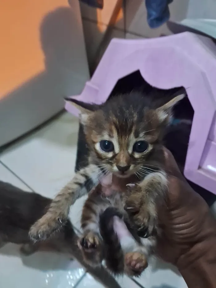 Gato raça SRD-ViraLata idade 2 a 6 meses nome Ludmila 