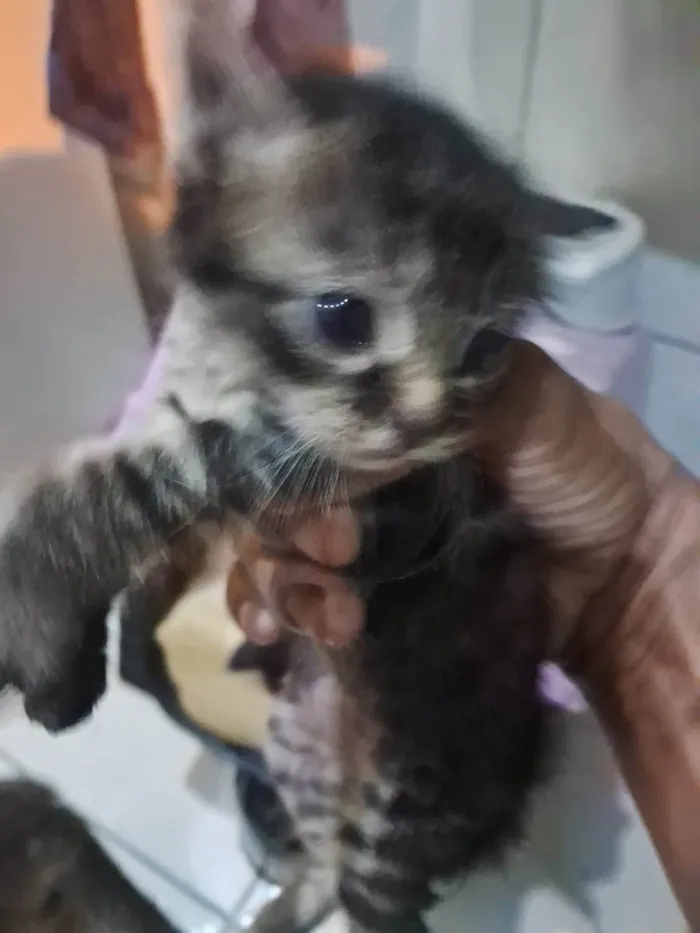 Gato raça SRD-ViraLata idade 2 a 6 meses nome Ludmila 