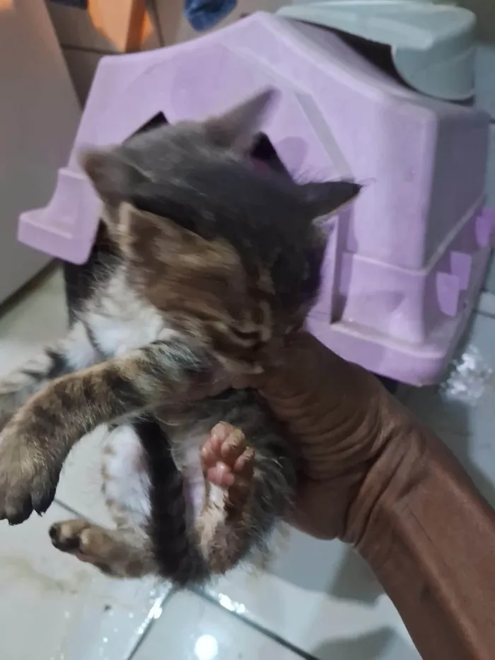 Gato raça SRD-ViraLata idade 2 a 6 meses nome Ludmila 