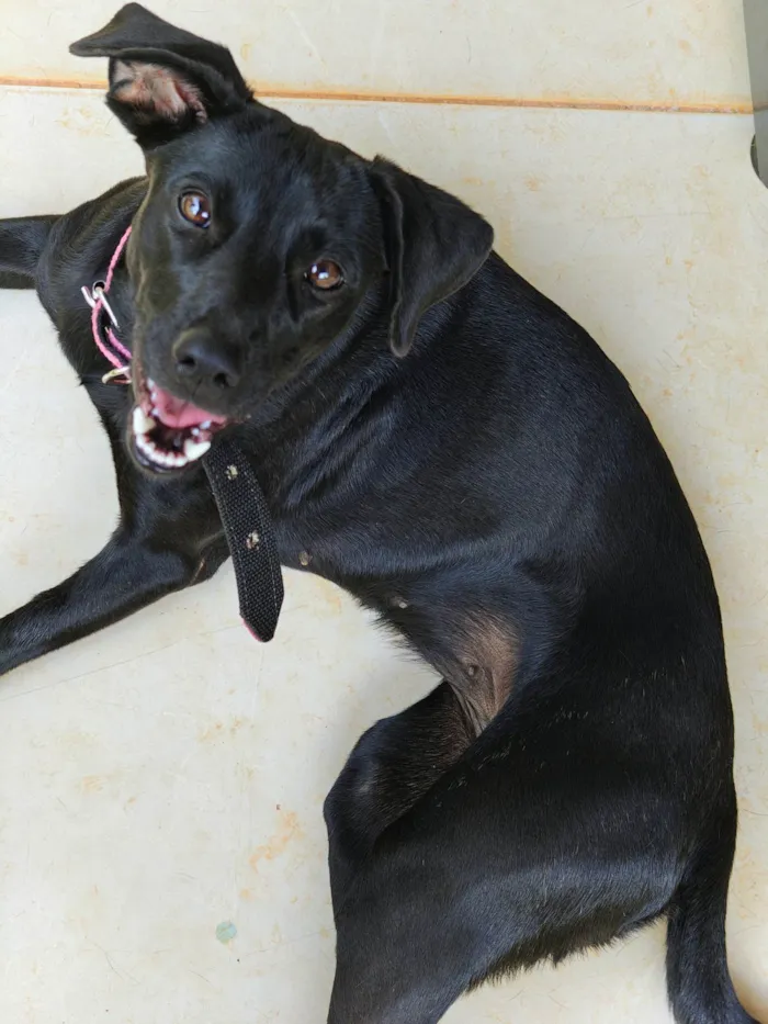 Cachorro ra a SRD-ViraLata idade 2 anos nome Amora