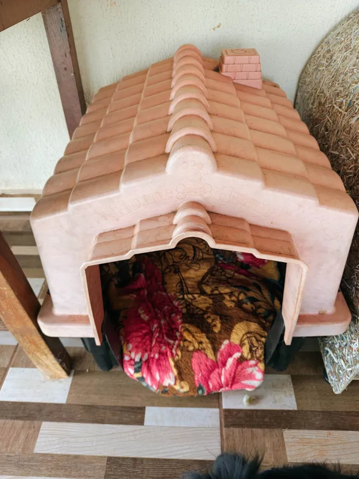 Cachorro ra a SRD-ViraLata idade 2 anos nome Amora