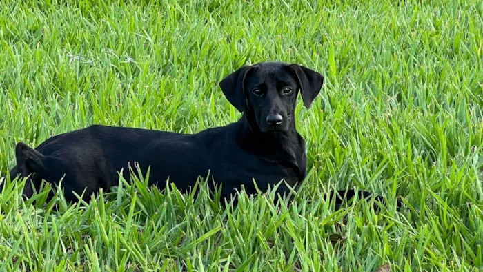 Cachorro ra a SRD-ViraLata idade 2 anos nome Amora