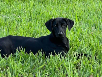 Cachorro raça SRD-ViraLata idade 2 anos nome Amora
