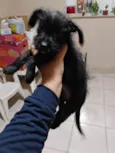 Malu
