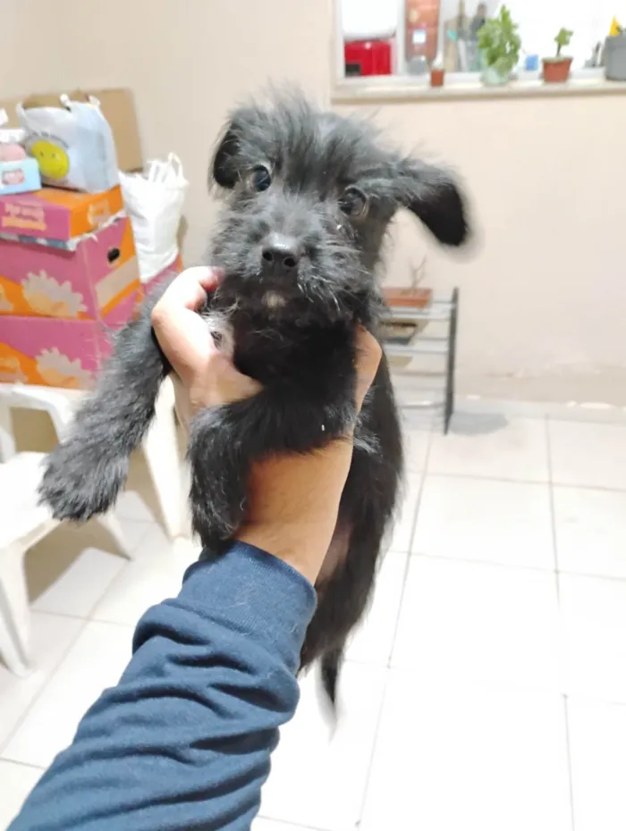 Cachorro ra a SRD-ViraLata idade 2 a 6 meses nome Malu