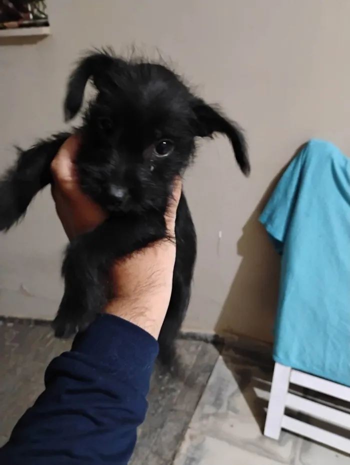 Cachorro ra a SRD-ViraLata idade 2 a 6 meses nome Malu