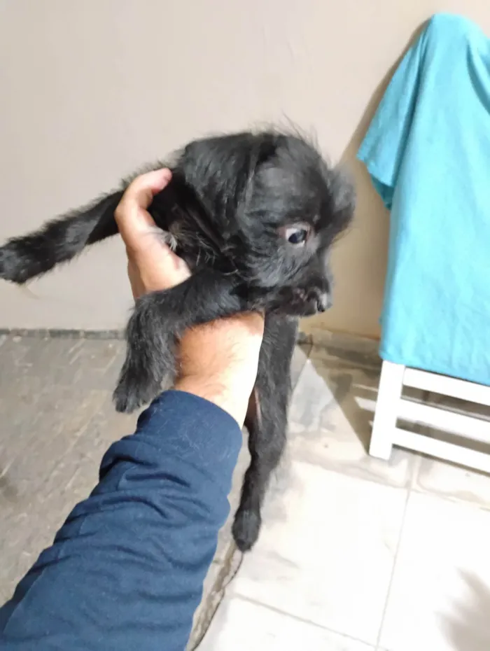Cachorro ra a SRD-ViraLata idade 2 a 6 meses nome Malu