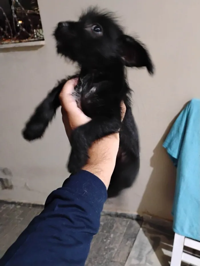 Cachorro ra a SRD-ViraLata idade 2 a 6 meses nome Malu