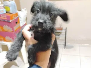 Cachorro raça SRD-ViraLata idade 2 a 6 meses nome Malu
