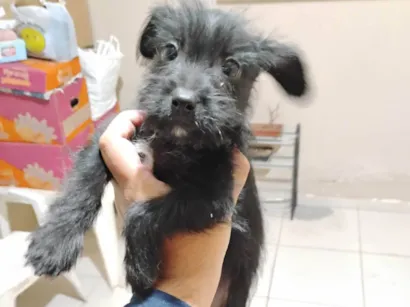 Cachorro raça SRD-ViraLata idade 2 a 6 meses nome Malu