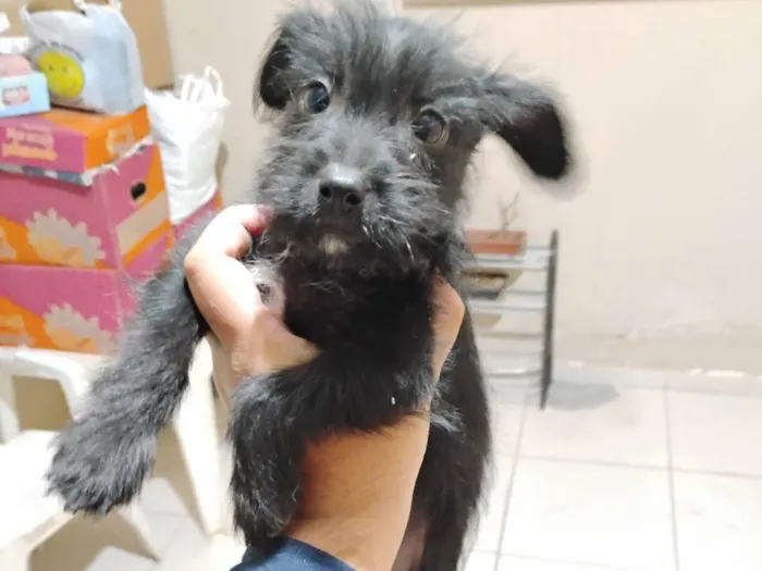 Cachorro ra a SRD-ViraLata idade 2 a 6 meses nome Malu