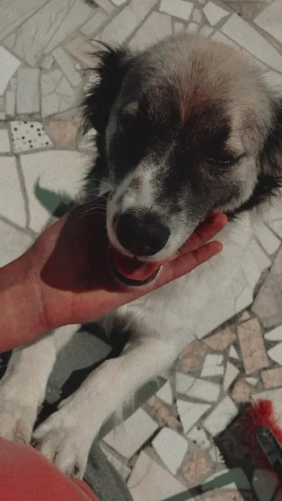 Cachorro raça SRD-ViraLata idade 3 anos nome Scoot