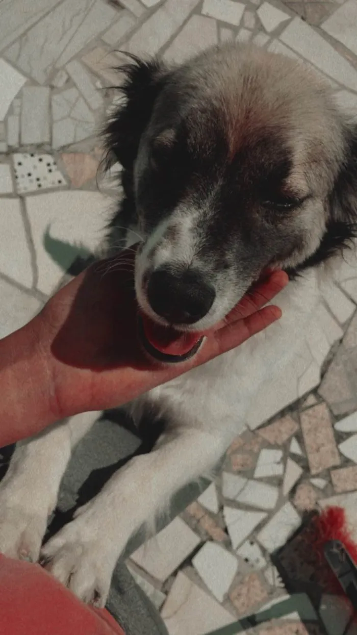 Cachorro ra a SRD-ViraLata idade 3 anos nome Scoot