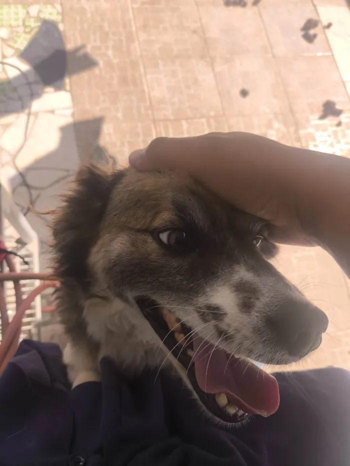 Cachorro ra a SRD-ViraLata idade 3 anos nome Scoot