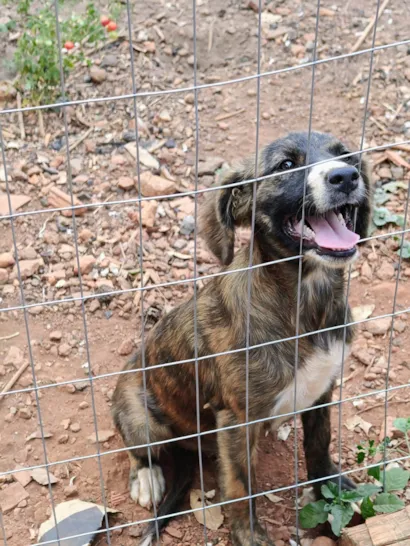 Cachorro raça SRD-ViraLata idade 2 anos nome Rajada