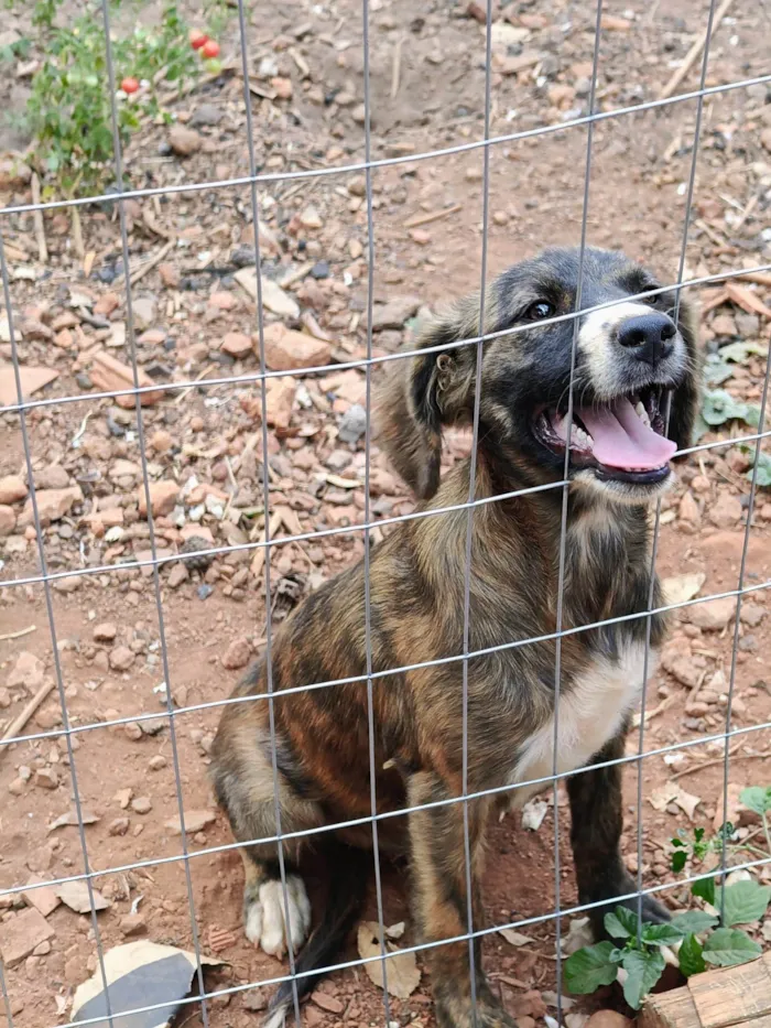 Cachorro ra a SRD-ViraLata idade 2 anos nome Rajada