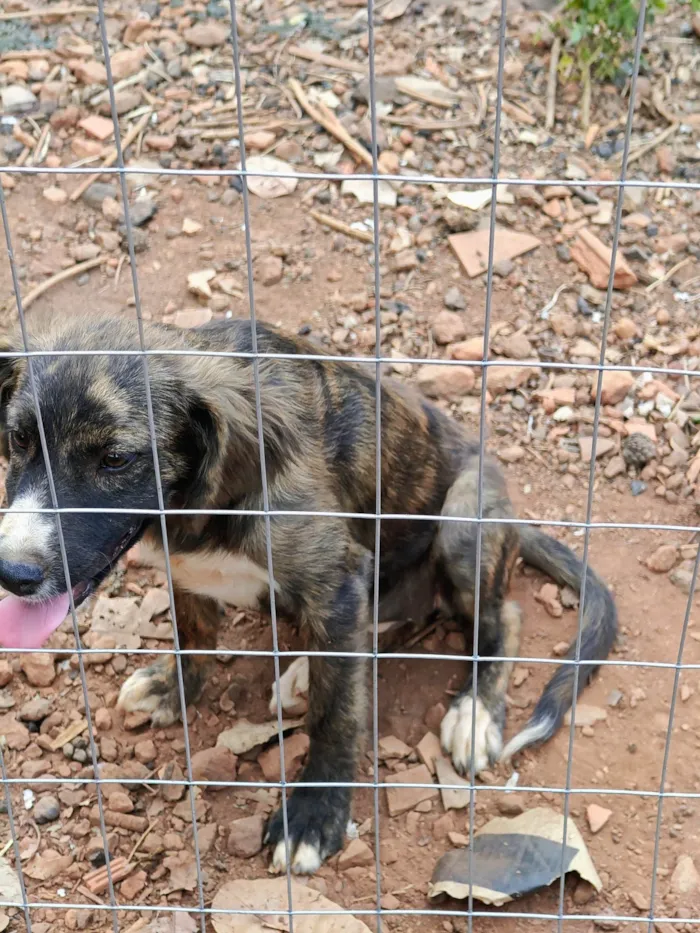 Cachorro ra a SRD-ViraLata idade 2 anos nome Rajada