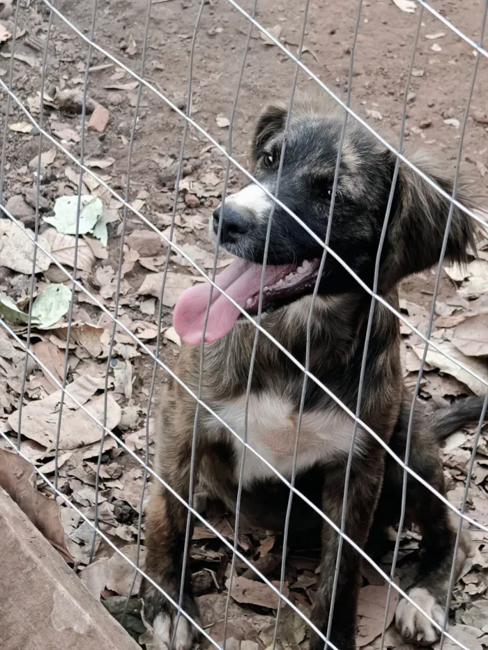 Cachorro ra a SRD-ViraLata idade 2 anos nome Rajada