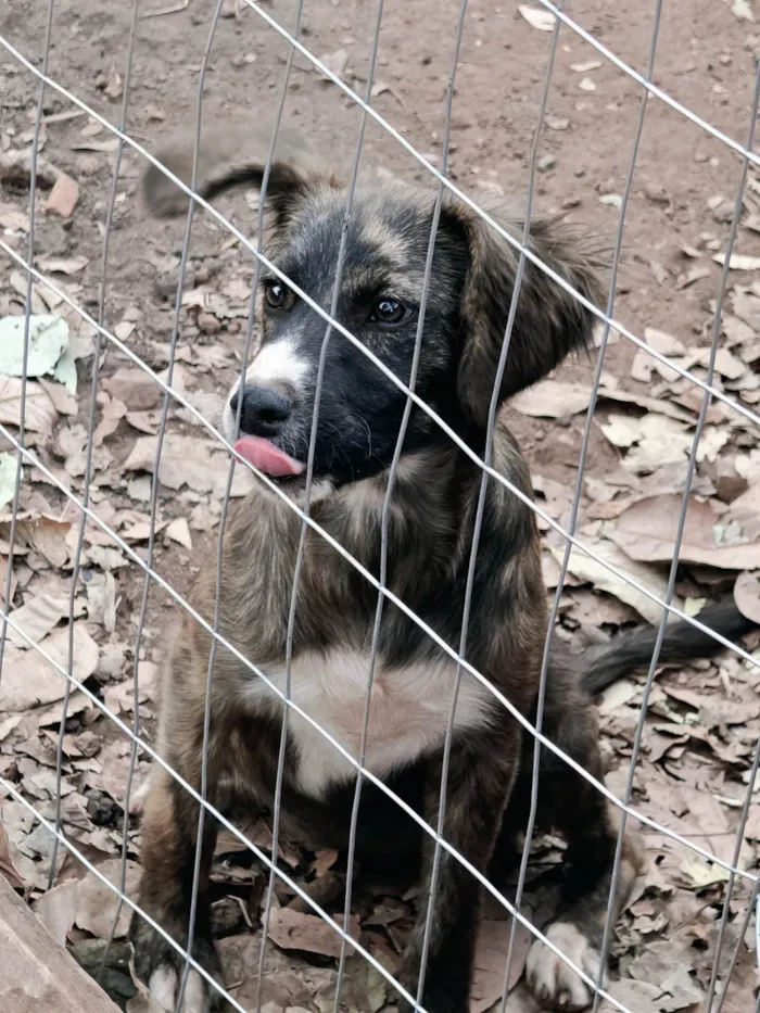 Cachorro ra a SRD-ViraLata idade 2 anos nome Rajada