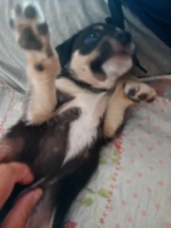 Cachorro ra a SRD-ViraLata idade Abaixo de 2 meses nome Luna