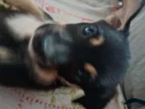 Cachorro raça SRD-ViraLata idade Abaixo de 2 meses nome Luna