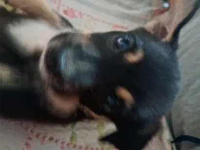Cachorro raça SRD-ViraLata idade Abaixo de 2 meses nome Luna
